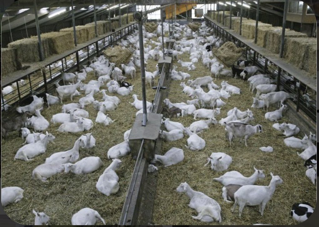 russo_alv's tweet photo. Las instalaciones, para la cría especializada de #cabras y #ovejas en todo el mundo van evolucionando, para ser cada día más rentables y sustentables con el medio ambiente #apriscos #corrales #goat #sheep #producion #invention #farms https://t.co/OEy4Vjis4l