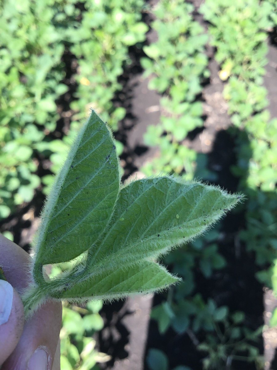 StablerJon's tweet photo. Another day scouting fields with #Agellum from @ChsAg found some of these guys already near Cuba, ND! @CHSAgronomy https://t.co/Cr2Yuilple