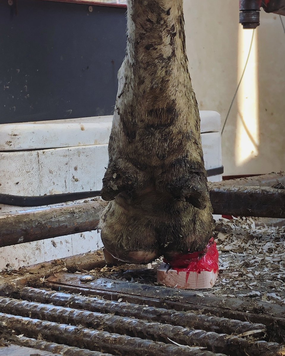 SaveCowsNetwork's tweet image. Bond365 ✅
Therapeutic trim ✅
Proper rest ✅
Recovery 💯

#savecowsnetwork #nolamenesstolerance