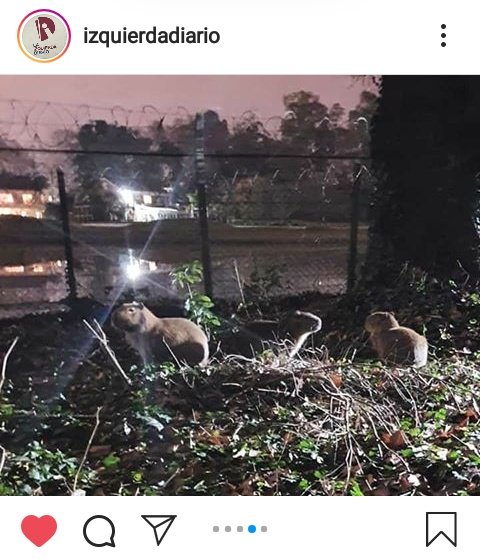 BellidoAgus's tweet photo. Por si alguien aún no vió las fotitos del country Abril alambrando una laguna entera, que es territorio de la Reserva Iraola, yo se las paso. Observen como los carpinchos, que habitan ahí, están perdidos y necesitan esa agua. Quién carajo piensa hacer algo? https://t.co/yBM53wh3lJ