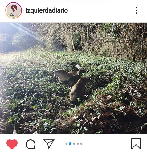 BellidoAgus's tweet photo. Por si alguien aún no vió las fotitos del country Abril alambrando una laguna entera, que es territorio de la Reserva Iraola, yo se las paso. Observen como los carpinchos, que habitan ahí, están perdidos y necesitan esa agua. Quién carajo piensa hacer algo? https://t.co/yBM53wh3lJ