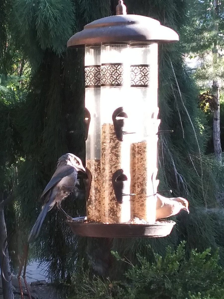 SingingData's tweet photo. Our ML paper on using birdsong for self-supervised learning for downstream industrial motor audio classification was accepted to ICML2020 Workshop - 'Self Supervision in Audio and Speech' July 17.  Paper Link: https://t.co/bTo08gWmFG  Workshop Schedule: https://t.co/IOxAa3shgP https://t.co/Y1c3iO5Bud
