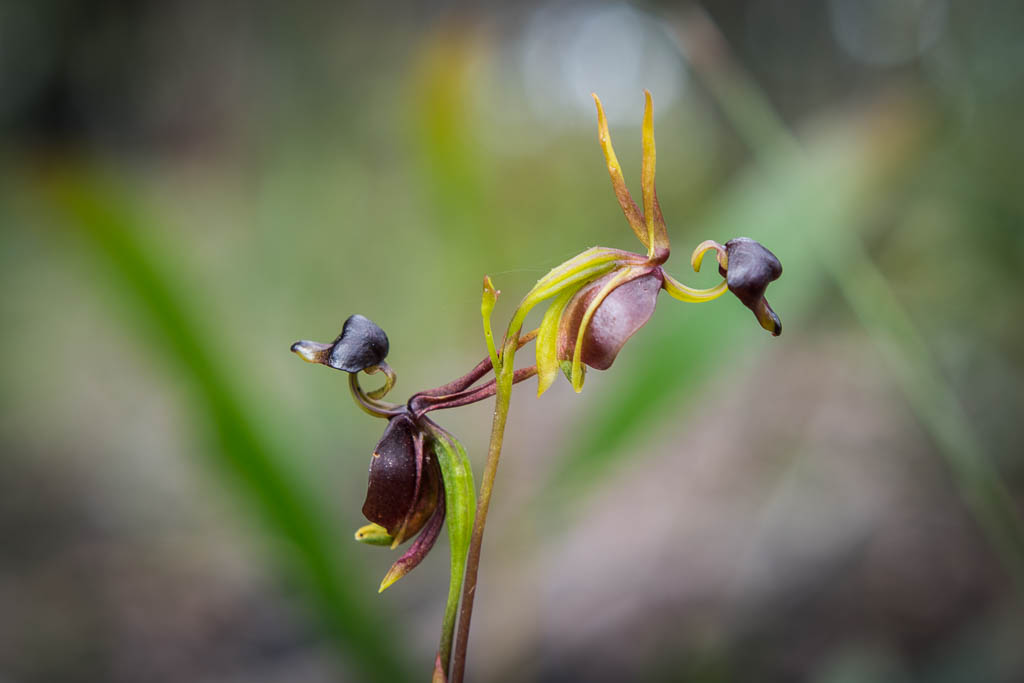 世界の花図鑑 フライングダック オーストラリアに咲く親指サイズの花 アヒルの様な姿をしていることからフライングダックと呼ばれる可愛らしい花です