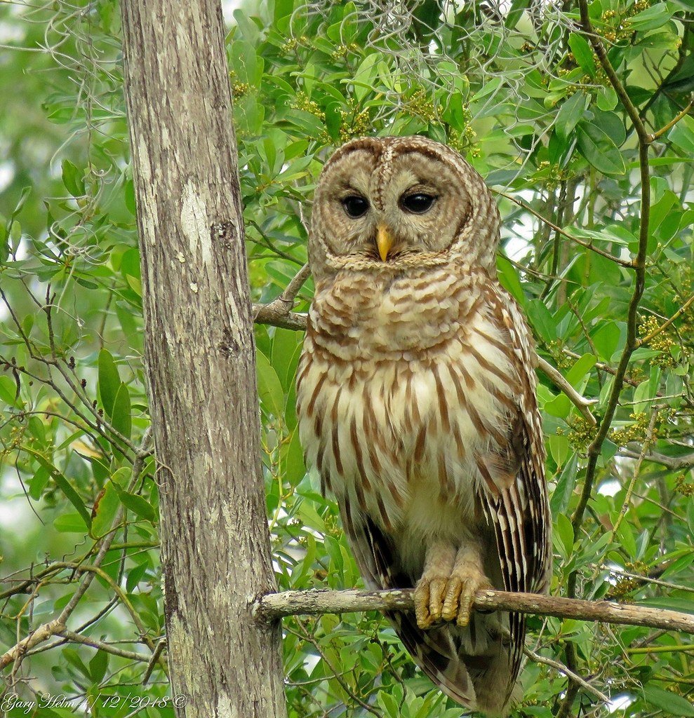 <a href="/FolkloreThurs/">Folklore Thursday</a> In the Ozarks if you hear an owl hoot in the daytime, rain will fall by morning.