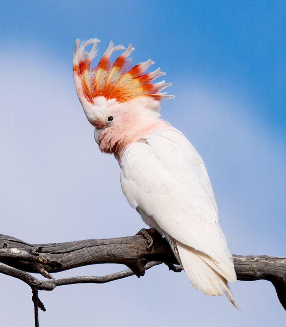 alexevans91's tweet photo. π #BestOfCrest ROUND1 (pt25/32) π
π¦ Royal flycatcher
(Left π· Richard Gibbons)
VS
π¦ Pink cockatoo
(Right π· David Cook)
Who has the #BestOfCrest? Cast your vote in the poll below! #GuessTheCrest #Ornithology #Birds #TeamBird https://t.co/W6rJQropls