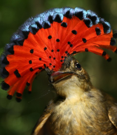 alexevans91's tweet photo. π #BestOfCrest ROUND1 (pt25/32) π
π¦ Royal flycatcher
(Left π· Richard Gibbons)
VS
π¦ Pink cockatoo
(Right π· David Cook)
Who has the #BestOfCrest? Cast your vote in the poll below! #GuessTheCrest #Ornithology #Birds #TeamBird https://t.co/W6rJQropls