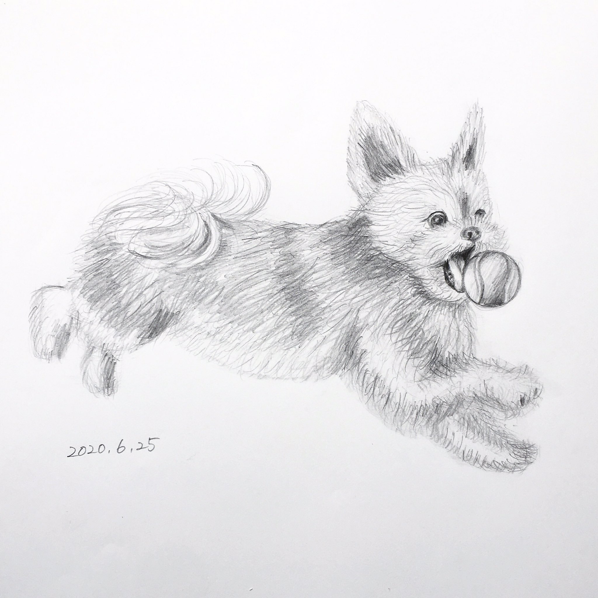 Twitter 上的 Chippoke ようこ 犬絵 ヨーチワ ヨークシャーテリア 愛犬チップ 鉛筆画 鉛筆デッサン デッサン T Co 1ez0hapjfl Twitter