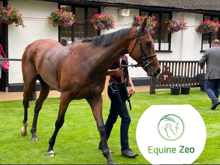 Bear force one wins at Newmarket.
We knew his previous runs didn't represent his ability.
Congrats to the whole team! And the Ransom family