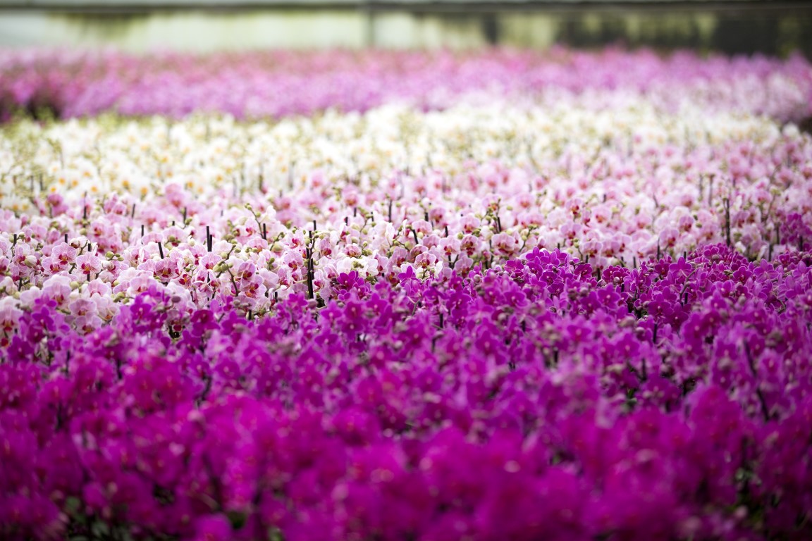 PANNEKOEK ORCHIDEEËN | Blossoming - a word that applies to orchids. <a href="/PannekoekO/">Pannekoek Orchideeën</a> has therefore given this name to a number of products, including the associated look.