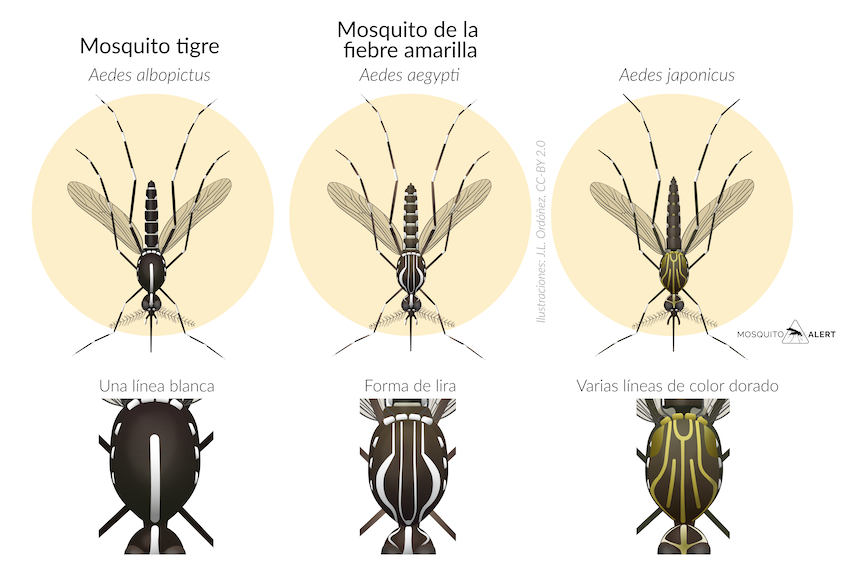 Mosquito_Alert's tweet photo. Los #mosquitos que buscamos ahora mismo:

· Mosquito tigre, en expansión continua por la península.
· Mosquito de la fiebre amarilla, puede aparecer en cualquier momento.
· Aedes Japonicus, extendiéndose por el norte de la península.

¿Nos ayudas a encontrarlos? #AppMosquitoAlert https://t.co/QjFKbRbBJS