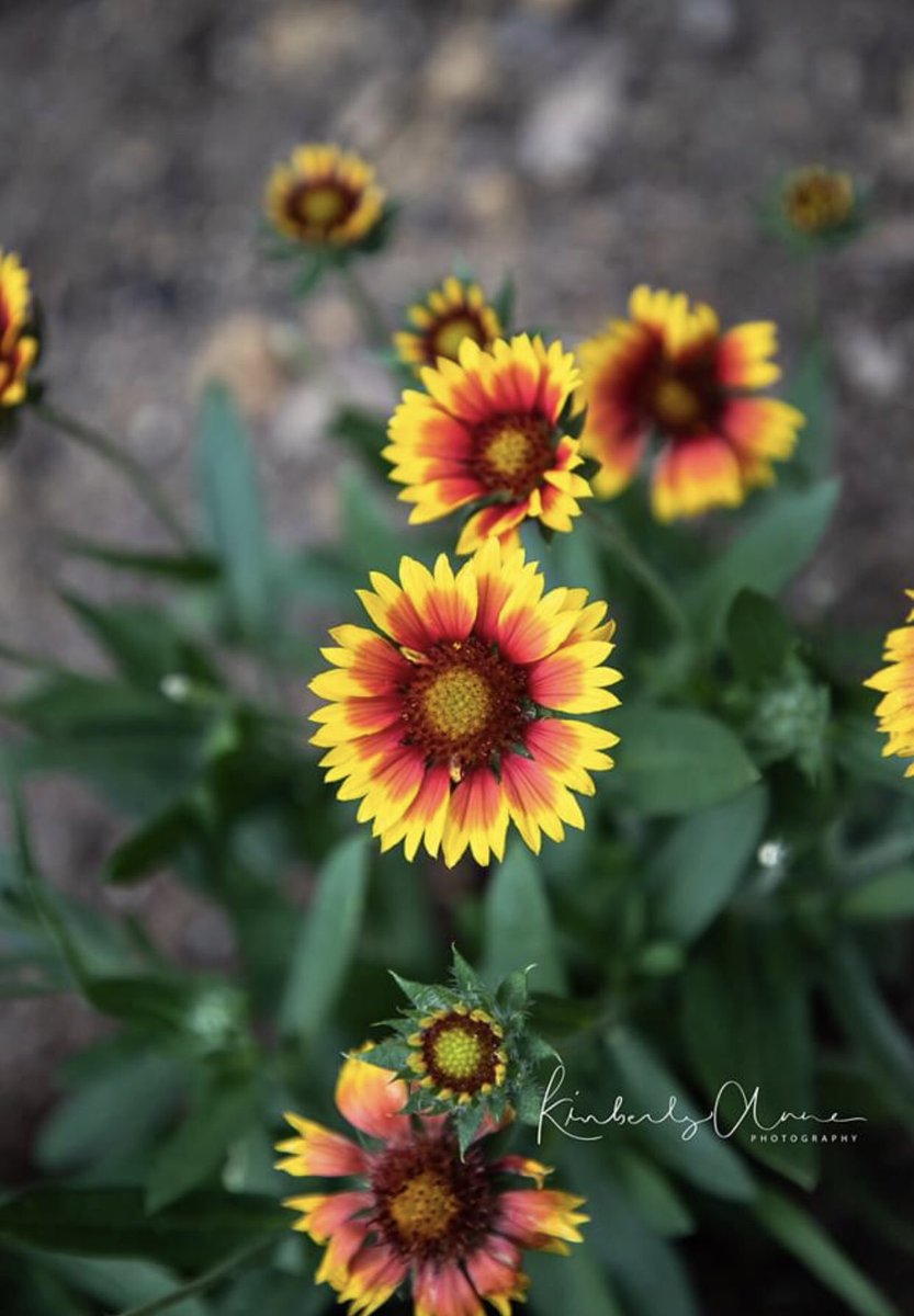 Well hello beautiful!  Get outside today and enjoy the sunshine.  Be grateful.  #blooms #summer #capturethebeauty #getoutside #naturelover