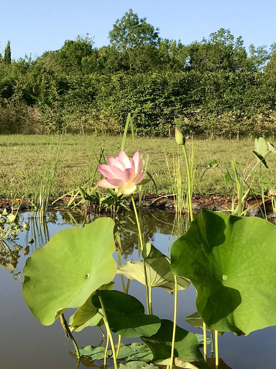 PennAllenwrites's tweet photo. We have a lotus pool!  We have pick axed, dug, shovelled and raked like a pair of loons in 30 degree heat. Still some way to go for things to bed in, but hopefully, you get the drift. #lotusflower #lotuspool #lotuspond #mygarden #frogsfounditalready https://t.co/2iO0cE0bae