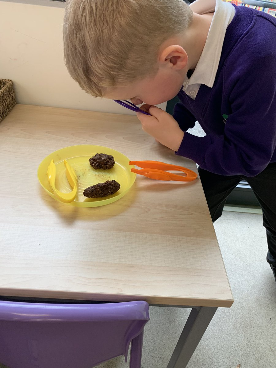 Apollo_Class's tweet photo. Things you never thought you’d say... until becoming a teacher... “so, let’s investigate the poo” **DISCLAIMER**It’s not real poo! But the children didn’t know that until after**
They had to work out if it came from a carnivore, omnivore or herbivore. Such fun! @FairfieldsPrim1 https://t.co/Dw0pWleyHT