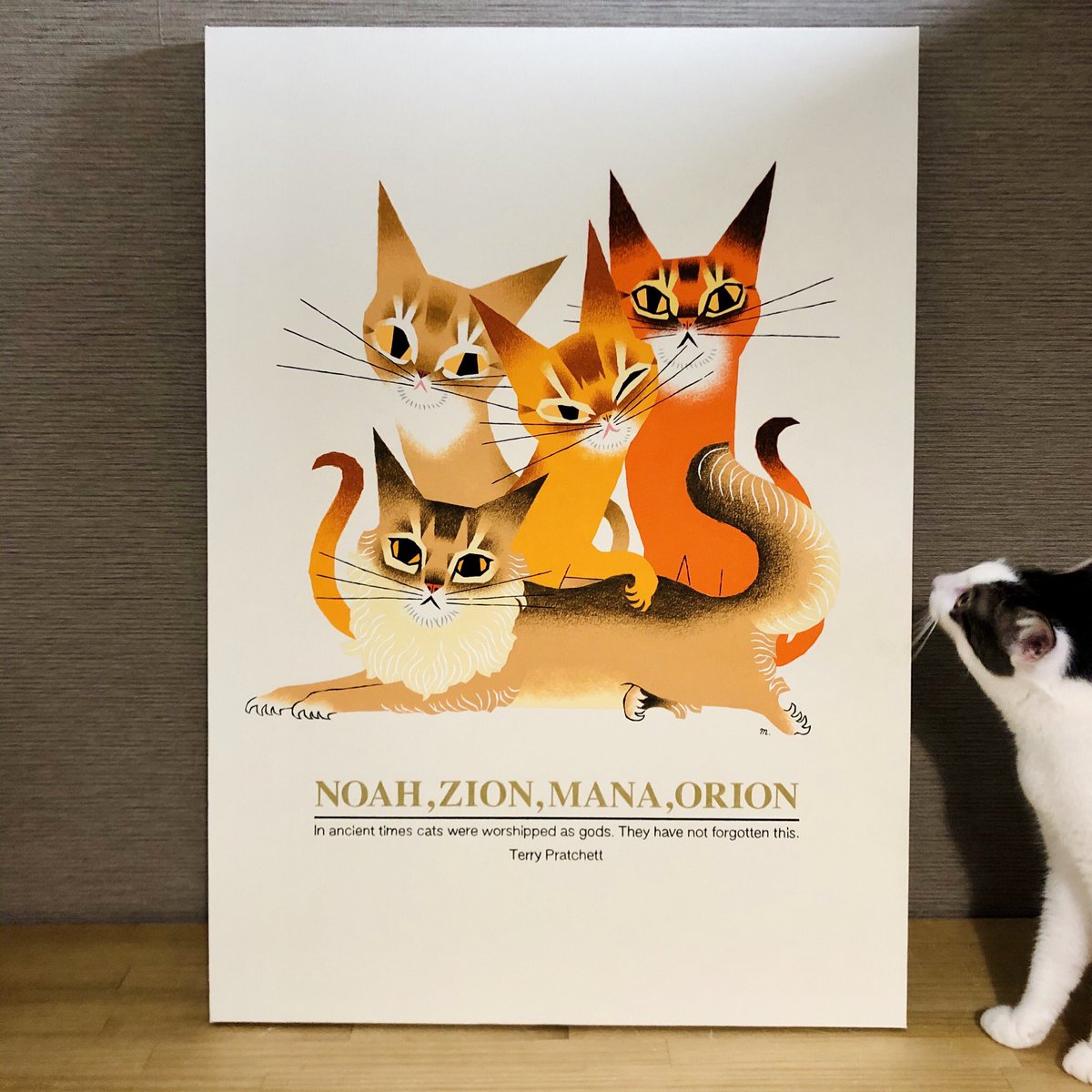 cat no humans animal focus looking at viewer reference inset animal white background  illustration images