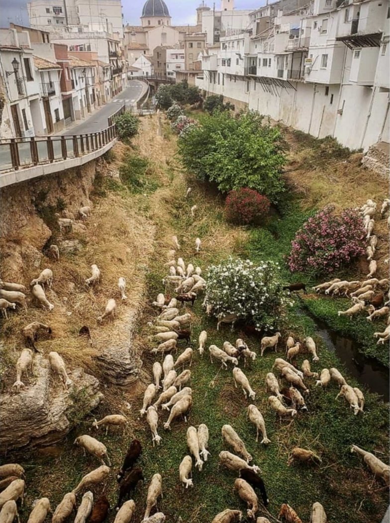 Esta imagen es de Xiva (Valencia) donde su ayuntamiento ha cambiado la maquinaria por el pastoreo tanto en la riera cómo en la sierra. Iniciativas locales para la prevención de incendios contando con los actores del territorio