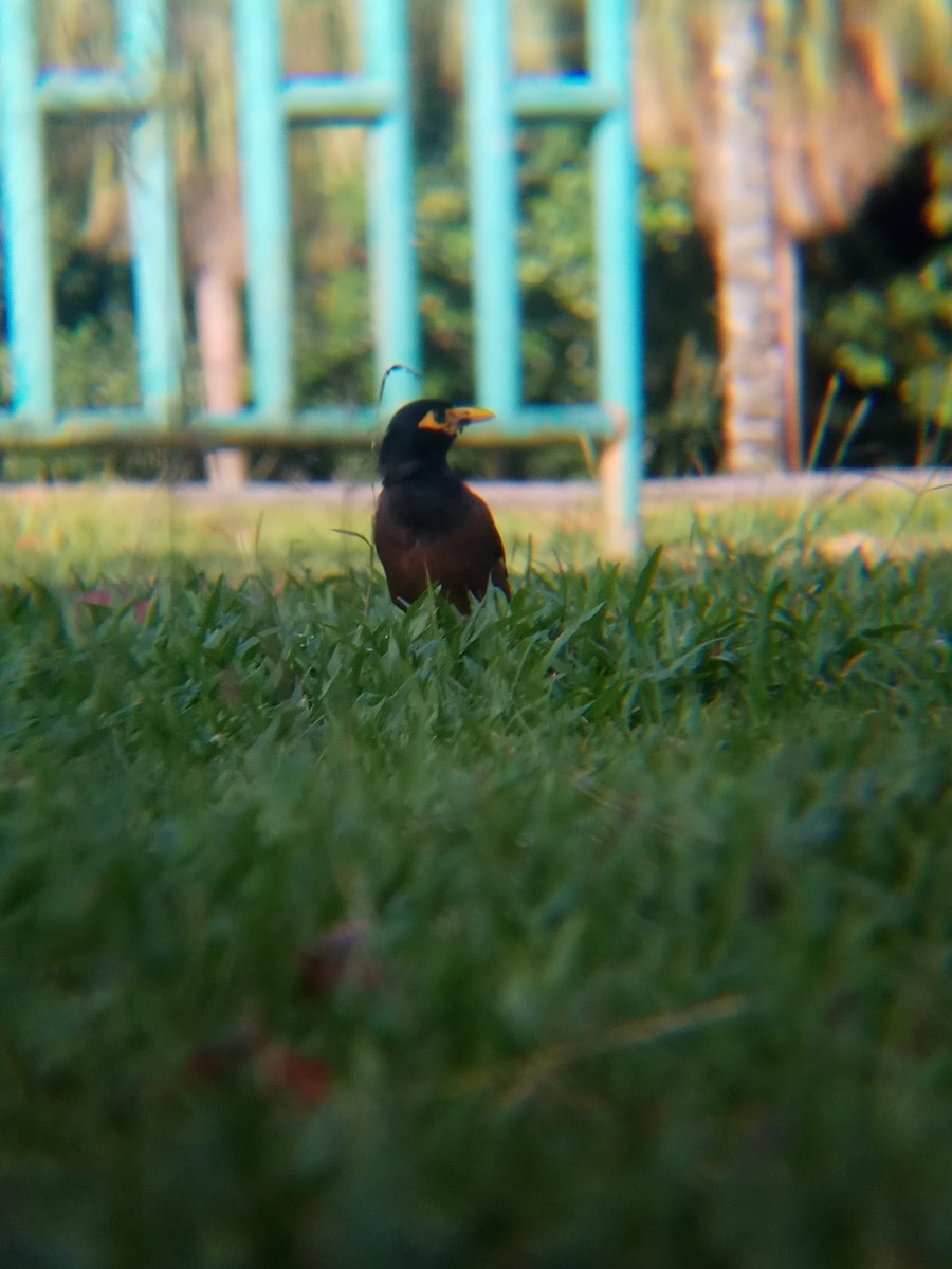 Common Myna (Acridotheres tristis).A very hardy species with strong territorial instinct. Adapt very well to urban environment.