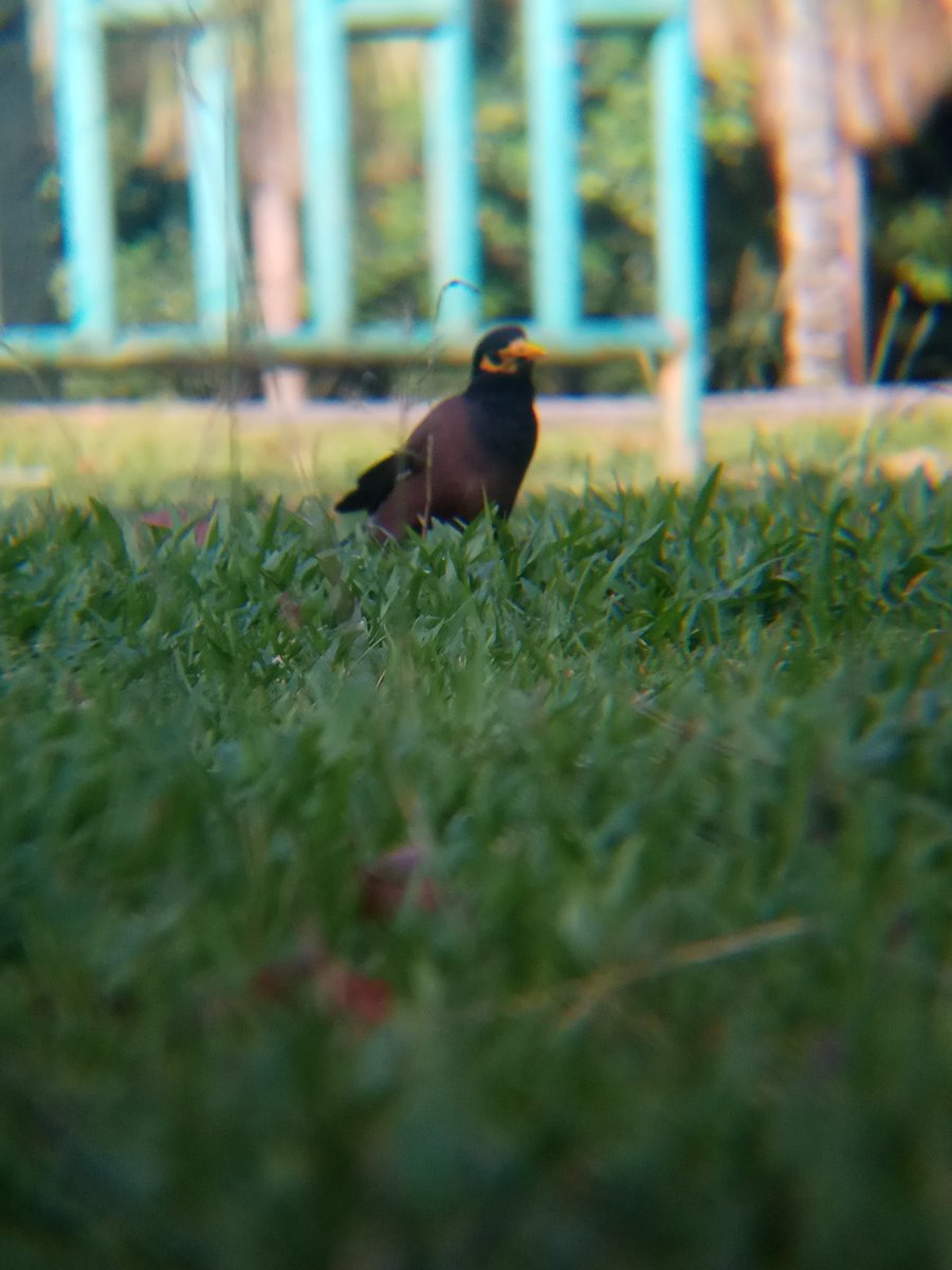 Common Myna (Acridotheres tristis).A very hardy species with strong territorial instinct. Adapt very well to urban environment.