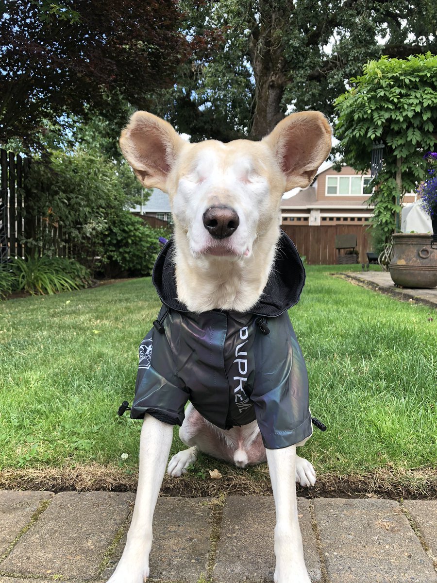 Alright Twitter time to work some magic! Cabo has amassed over 3.4 million followers on TikTok. Unfortunately Cabo is about to lose it all due to a possible TikTok ban. If you could help Cabo by retweeting this post to gain Cabo followers he would be very grateful! 🙏🏻🙏🏻🙏🏻