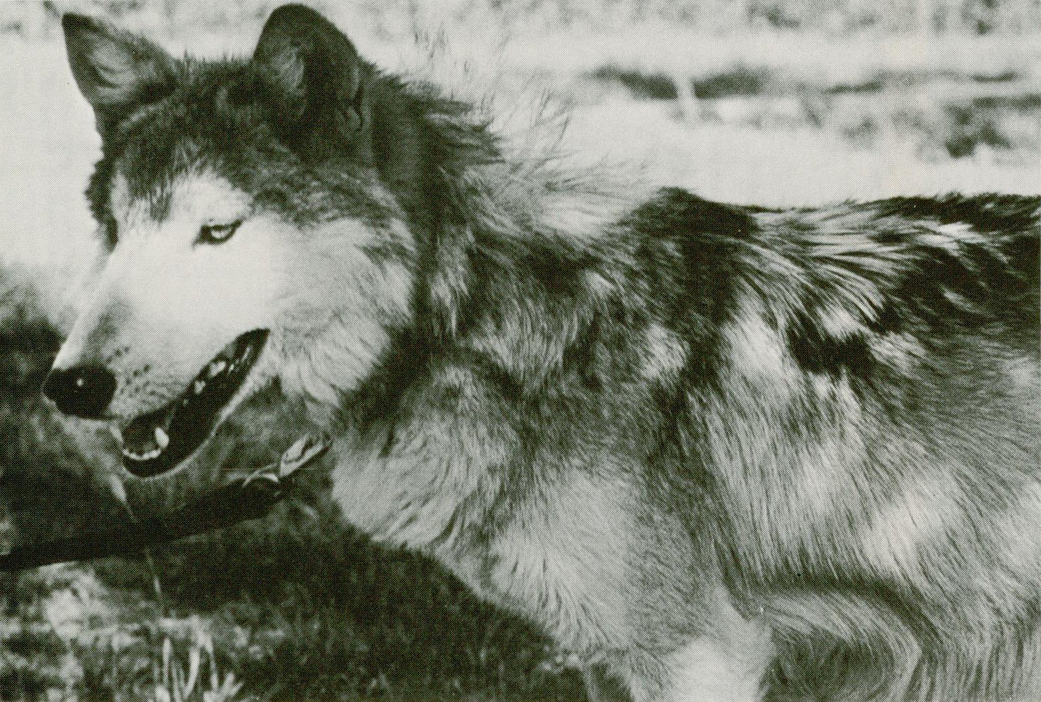 Sol Leks Call Of The Wild