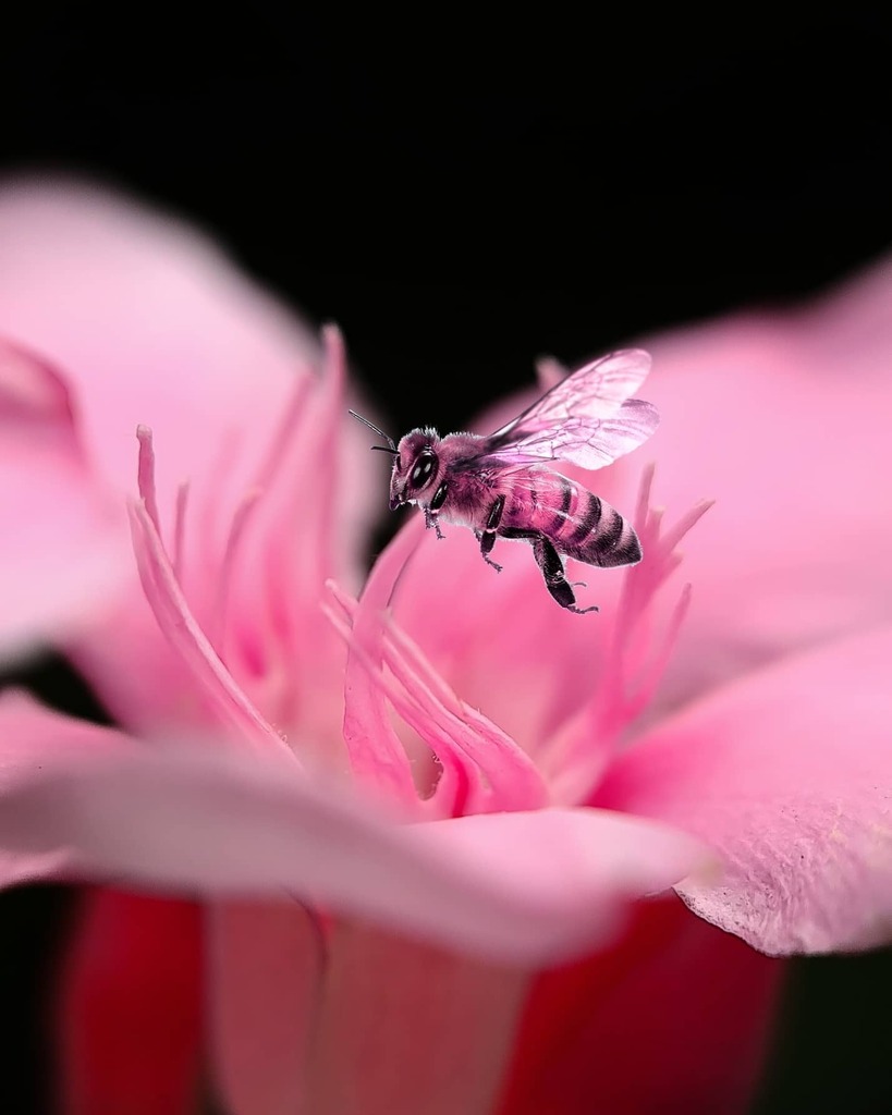 helloansuman's tweet photo. Editing Tutorial? Hit Like...👍👍
Prosumer Nikon L110 4.9cm Phone Macro Lens + @samsungindia #S20Ultra #samsungs20ultra 
___
#macro #photography #phonephotography #macrophotography #macrolens #lightroom #waterdrops #macrophone #phonemacro #mobileography #mobilephotography #sma… https://t.co/j5N1g1cI4E