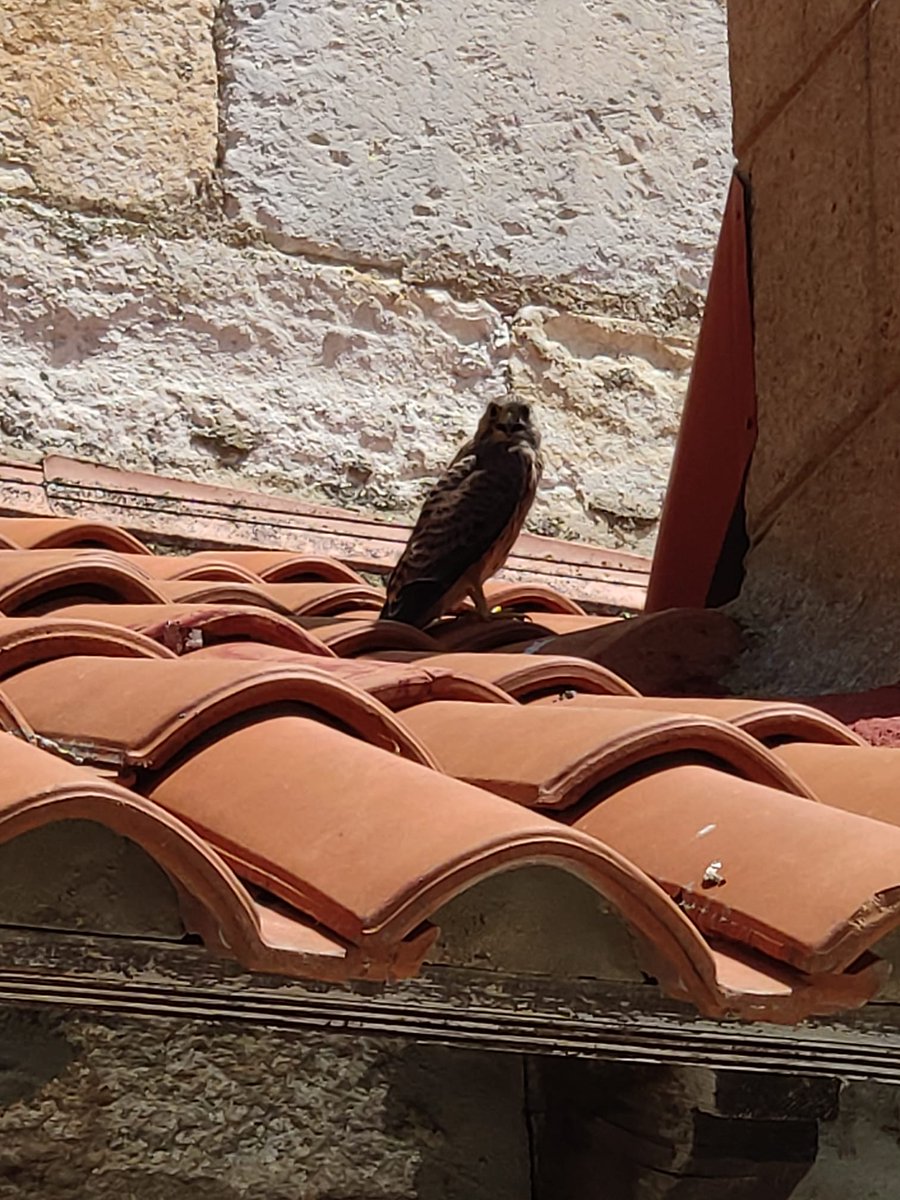 albaroldan86's tweet photo. Desde que sigo a @anaruize y a sus #cernícalos he descubierto la belleza de estas aves y lo cerca que las tenía. Hoy este #primilla y su hermano nos daban los buenos días a 25 m de nuestra casa. https://t.co/mCY3Tabynx