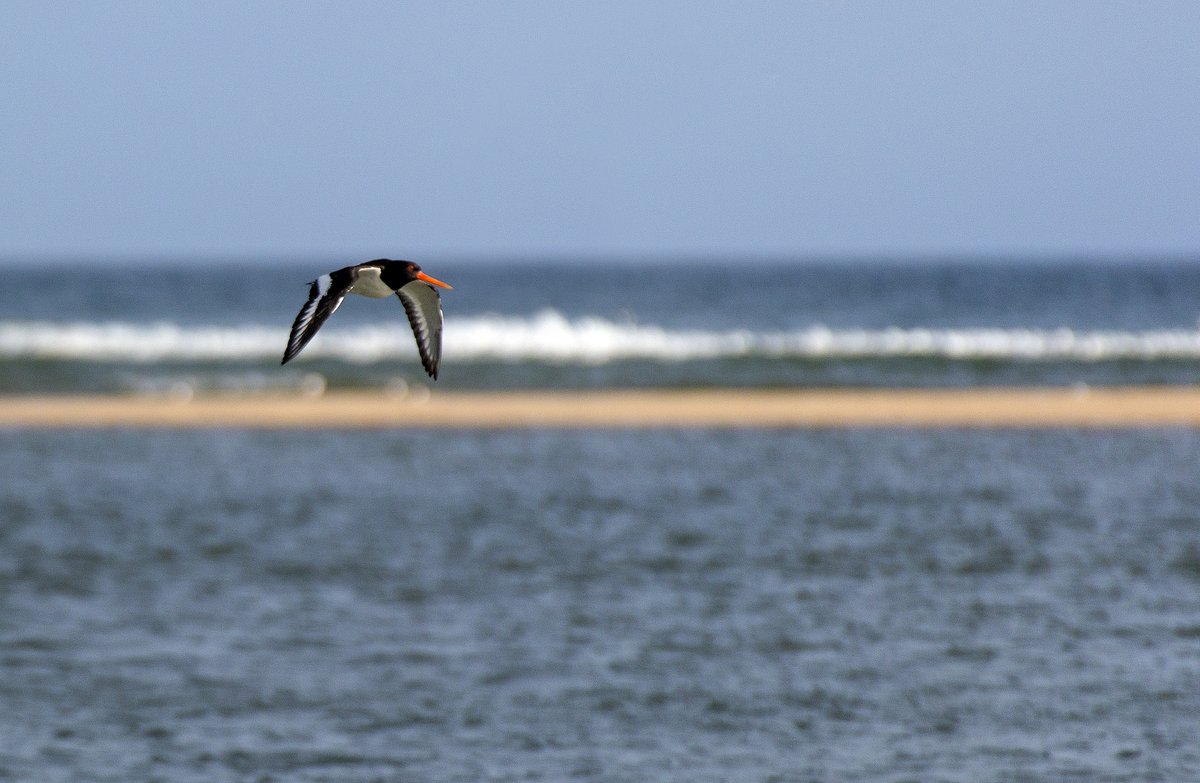 Friday morning moment of calm... an Oystercatcher on Blakeney Point.

#FridayMotivation