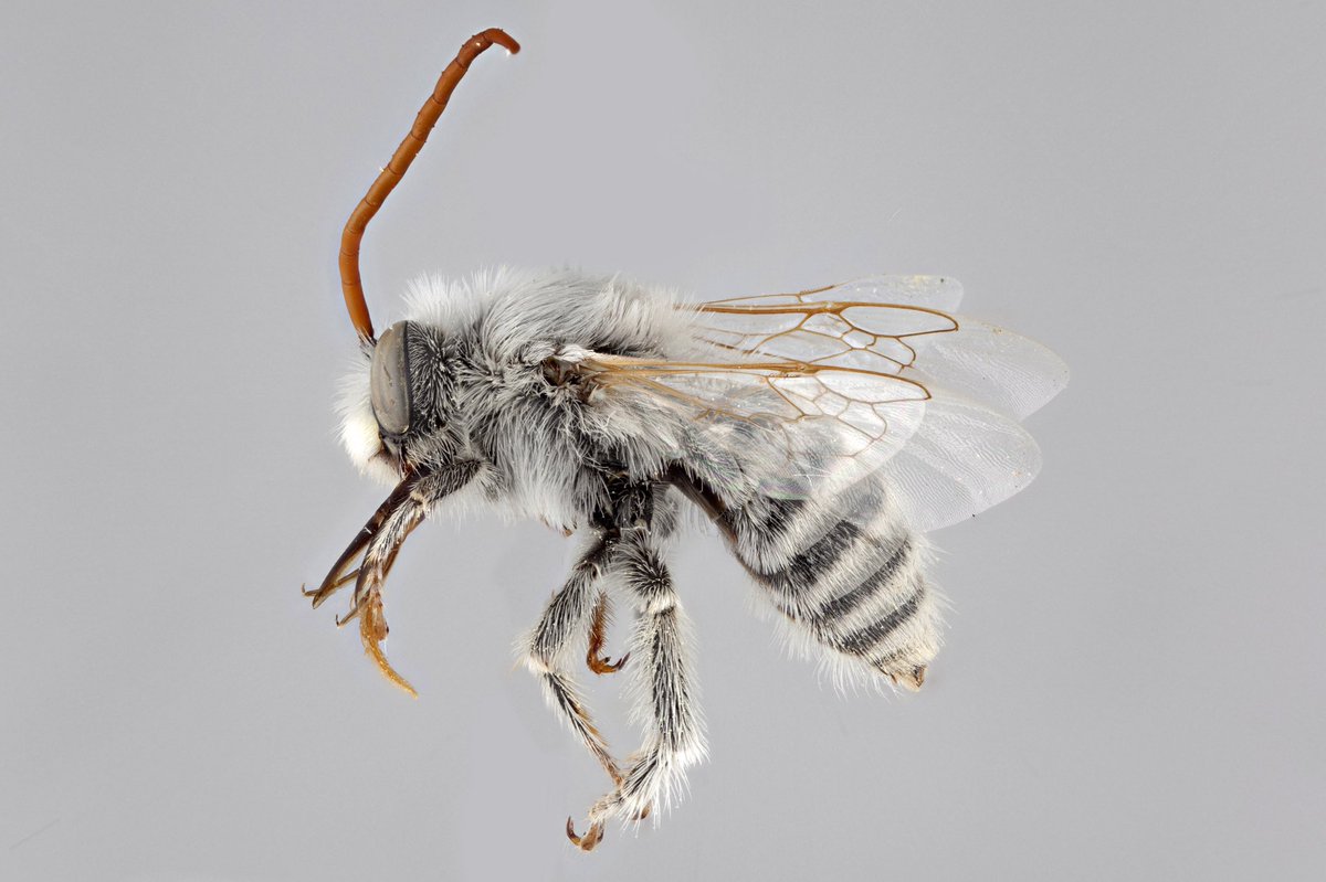 BeesYork's tweet photo. #ThirstyThursday: Melissodes snowii (Apidae). You can see why Melissodes are known as long-horned bees! This species is found in the central #USA, and some very southern areas in #Canada. #dailybee #photography https://t.co/RyFndduQJB