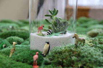 桜新町 ワークショップ 多肉植物で作るテラリウム 練馬区の一般投稿 練馬区民ニュース