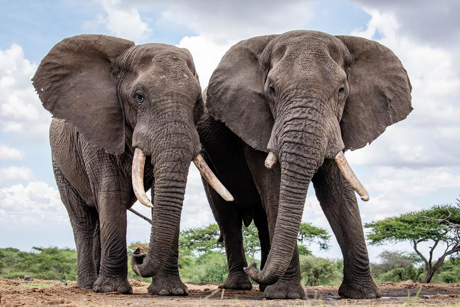 tusk_org photo