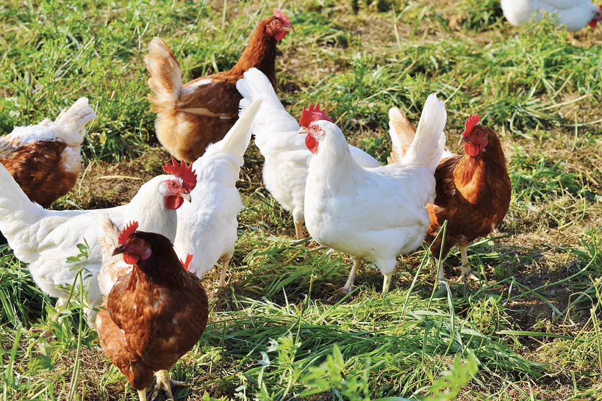 PAUL s’engage à s’approvisionner exclusivement d’ici à 2026 en viande de poulet auprès de filières respectant les critères du « Better Chicken Commitment ». #bienetreanimal
paul.fr/fr/actus/paul-…