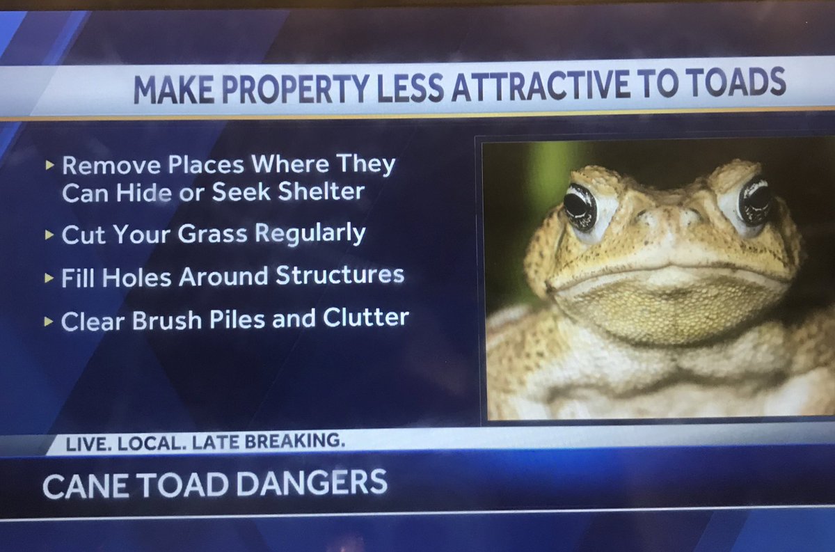 MarkKelly_News's tweet photo. 🐸Some advice to keep #Bufo toads or Cane Toads out of your yard. #BufoToad @WPBF25News https://t.co/Ep1KDePyj7