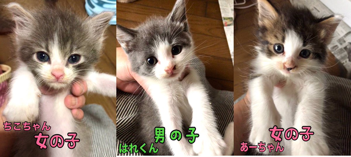 今日のゆきちゃん On Twitter 3ニャンズ 7月12日に三重県から 春日井市知多公民館の譲渡会参加します 里親募集 愛知 里親募集中 里親募集猫 保護猫 里親さん募集中 里親探し 里親会 愛知県春日井市 動物愛護 拡散希望 猫好きさんと繋がりたい Https T Co