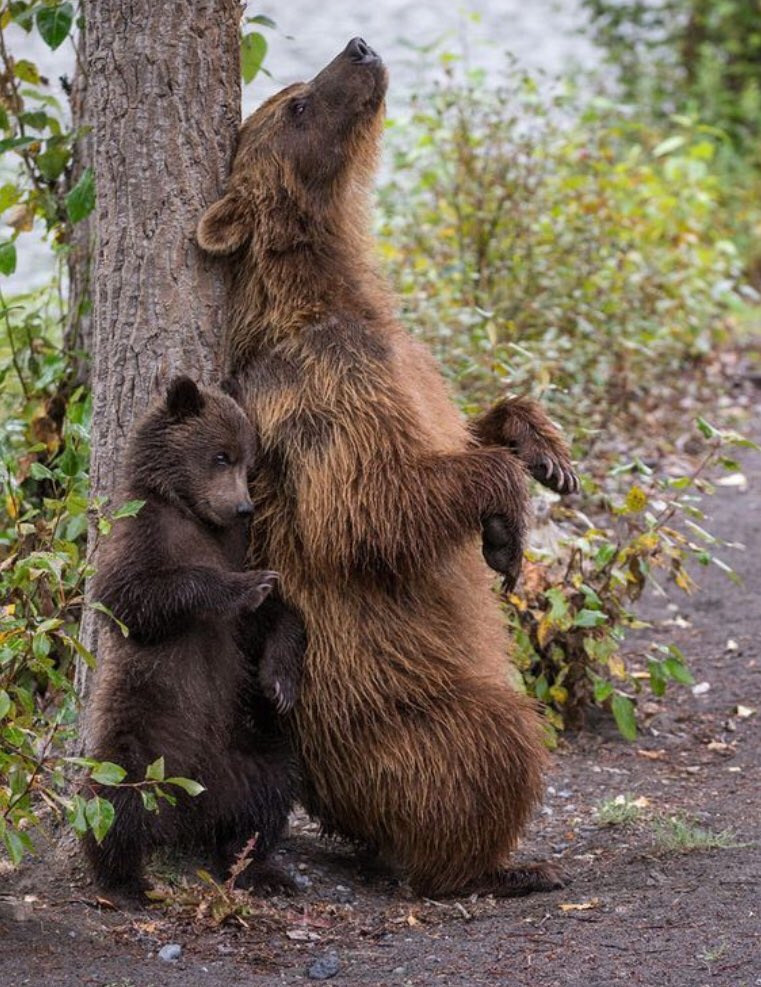CoachJonLeamy's tweet image. Oh yeah!  The @MSUBearsMSoccer boys hope you are having a fantastic #BackScratch Thursday!