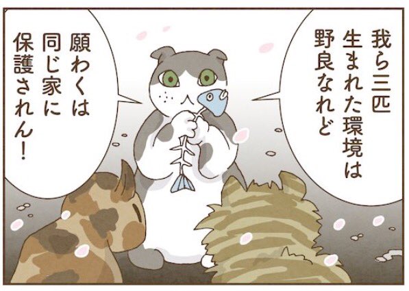 \ネコチャンみんなパワー/ 