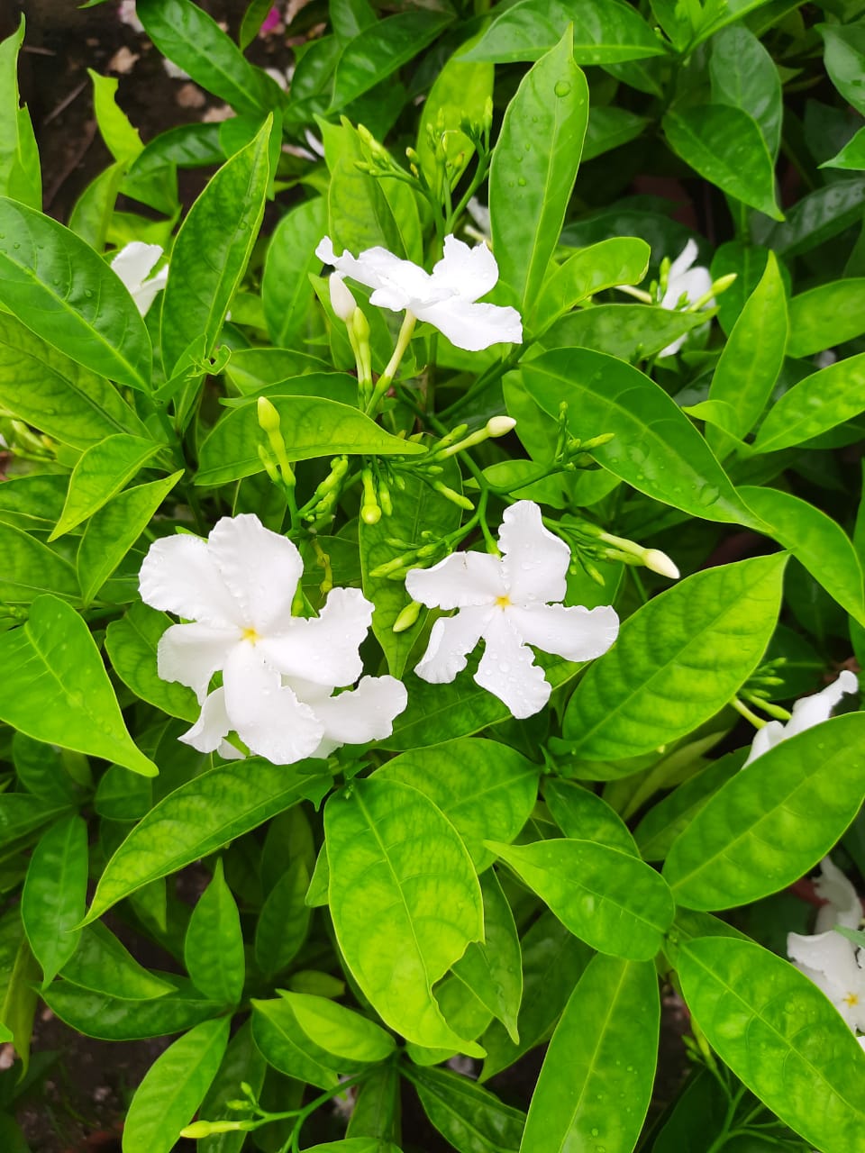  Happy Birthday to Sanjeev Kumar 