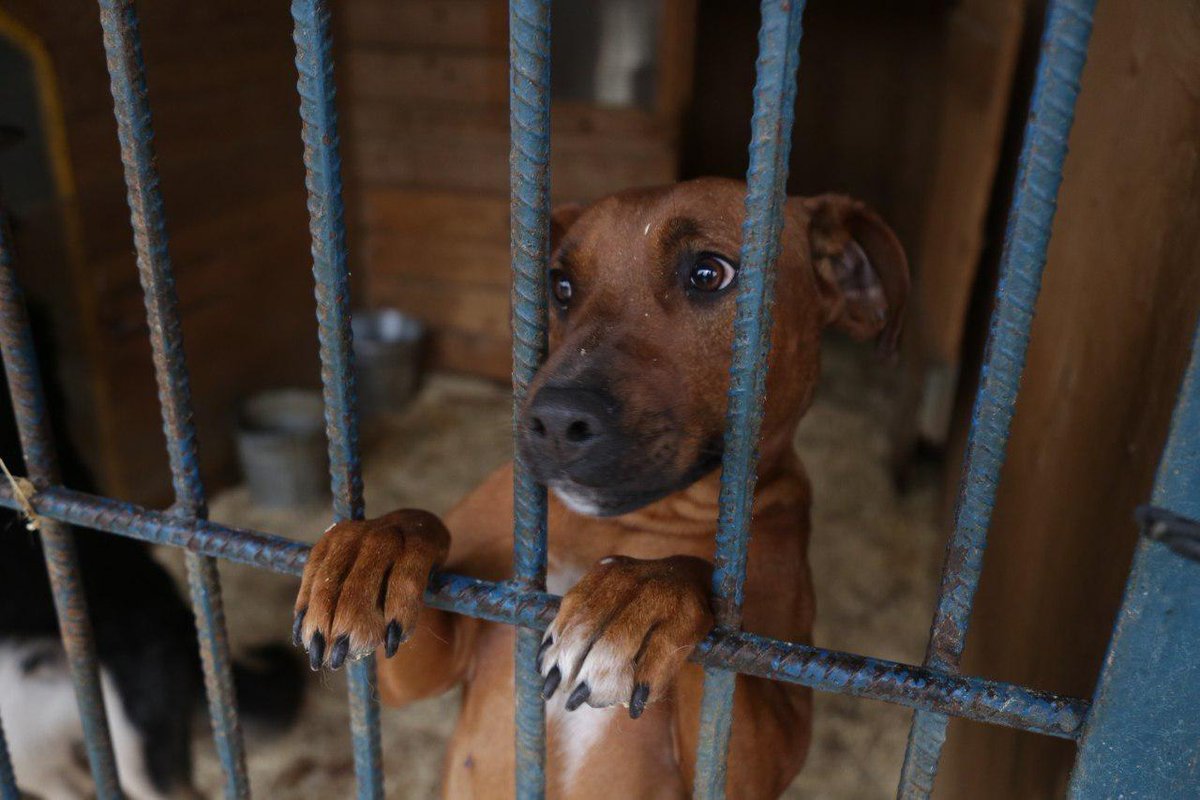 zbulvar's tweet image. Зооволонтеры ищут хозяев собакам из приютов #СВАО
#зооприюты #бездомныеживотные #собаки
zbulvar.ru/zoovolontery-i…