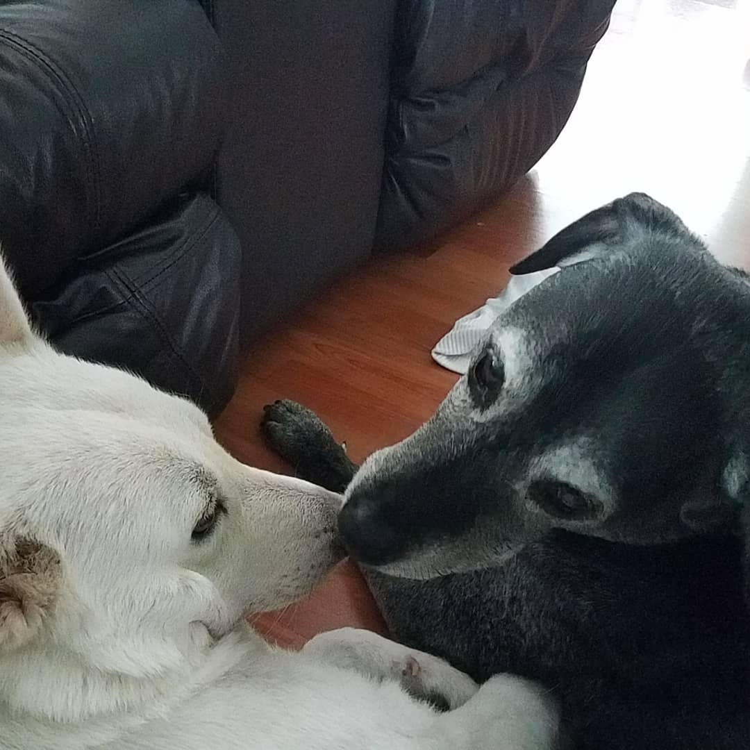 TroyDWebb14's tweet photo. STOP!
I Need a #BOOGIEPOPPACK
#Doggo pic boost!
π¦πΎπΎDrop your best bud pics below and let's share the #PositiveVibes #Pawsativity
πππππππ€π»
All pets welcome π€
@IvePetThatDog @dog_feelings @sampson_dog @BmGprime @JTBowen13 @WorksWebb @Retweet_Lobby @theDogvocate https://t.co/popugKdVfv