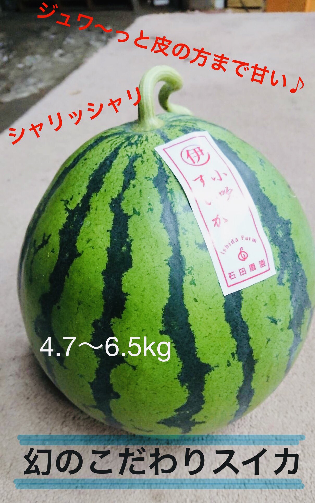 楽天市場】スイカ 【富里すいか園】 富里スイカ L～2L 6～8kg 1