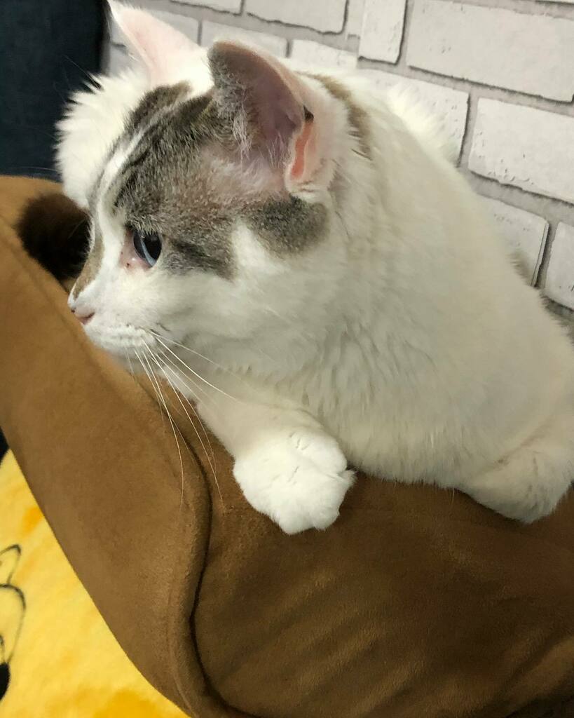 #横顔祭
#ヅラ猫#猫好きさんと繋がりたい #猫との暮らし #猫のいる生活 #にゃんだふるらいふ #にゃんこ#ねこすたぐらむ #もちぽよ部 #ペコねこ部#instacats#catstagram#nekoclub #nyancon01 #nekostagram #pleasantcats #ブルーアイ instagr.am/p/CCbGfT2Jp03/