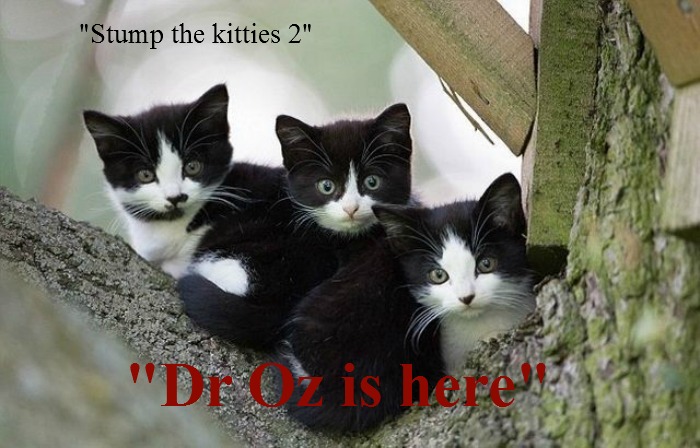 kittyguy77's tweet image. while I have the gastric flu stump the kitties few years ago
