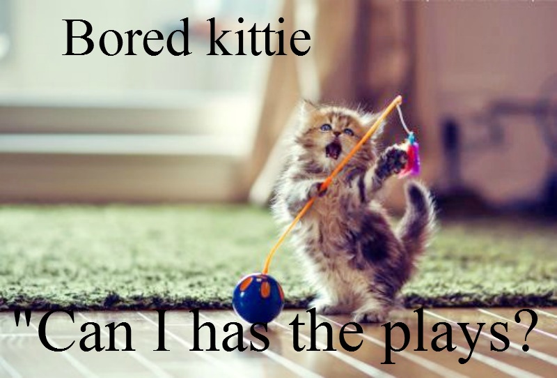 kittyguy77's tweet image. while I have the gastric flu stump the kitties few years ago