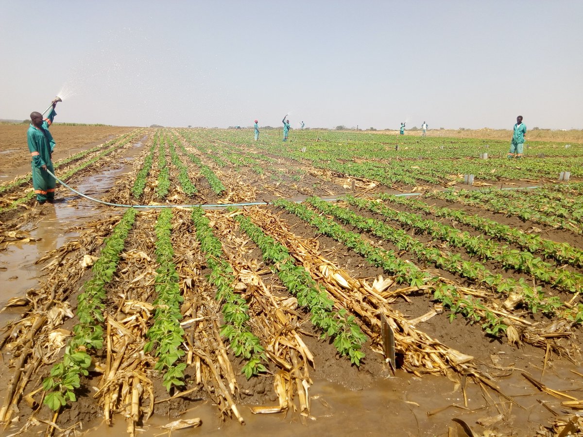 Conducting irrigated winter trials, like this one in Malawi, will speed up the process of identifying new high-performing varieties that can be registered and made available to local farmers sooner. #SecondGrowingSeason #WinterTrials #PAT