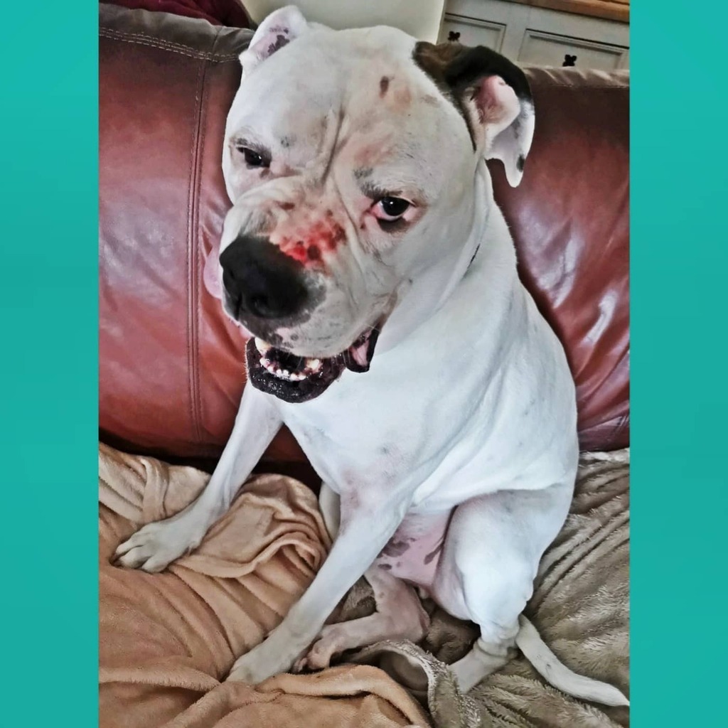 AmBull_Bronson's tweet photo. Rotten heck! Mum says me has to put the cone of shame on coz me made my pawjuss face bleed again by scratching coz of my stupid allergies 🤬😣 

#highpollencount #fungalspores #poordog #stupidallergies #coneofshametime #looksworsethanitis #americanbulldog #americanbulldogprobl… https://t.co/A5RLrnhe4q