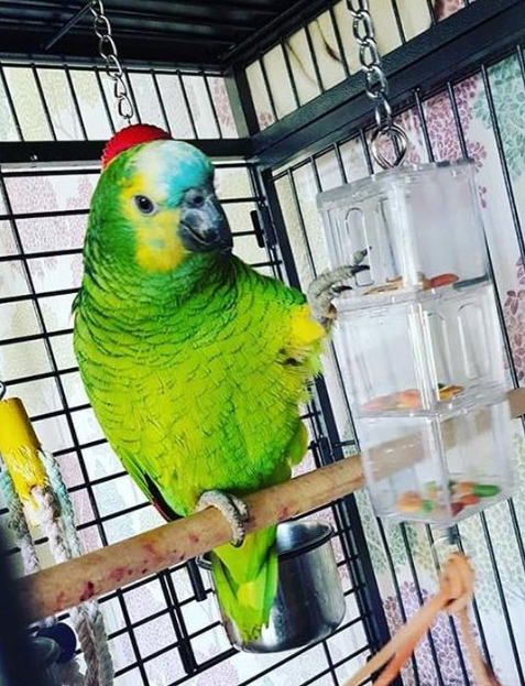 Rachel Davis on Instagram let us know how much her #AmazonParrot loves his foraging toys. instagram.com/p/B-sjp-0ggfe/ Keep sharing your Parrot having fun indoors and outdoors. Try foraging toys like this to ensure your Parrot gets mental stimulation.