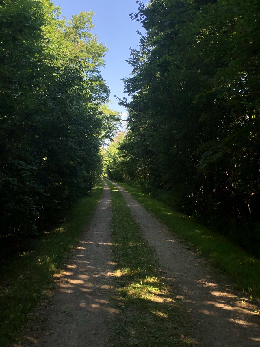 LaguitoGal's tweet photo. Hot, muggy, buggy 5k this morning. Found some shade on the trail & had an audience of barn swallows to cheer me on #CountryRunner #TrailTime https://t.co/m8d9LyjLg7