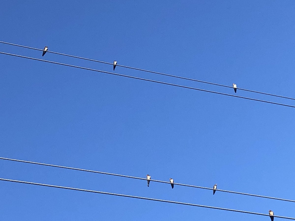 LaguitoGal's tweet photo. Hot, muggy, buggy 5k this morning. Found some shade on the trail & had an audience of barn swallows to cheer me on #CountryRunner #TrailTime https://t.co/m8d9LyjLg7
