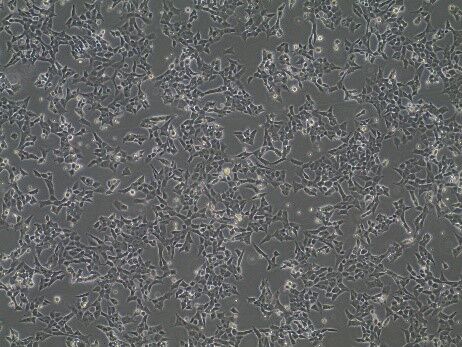 HZDiscovery's tweet photo. To celebrate the launch of our Cas9 stable #CellLines, we are offering an exclusive launch bundle. Order the #Cas9 stable background and #synthetic #guideRNA and we'll throw in the DharmaFECT #transfection reagent free! #CRISPR #InspiredCellSolutions
https://t.co/8X2g3pXOW1 https://t.co/KwSfrEXVTr