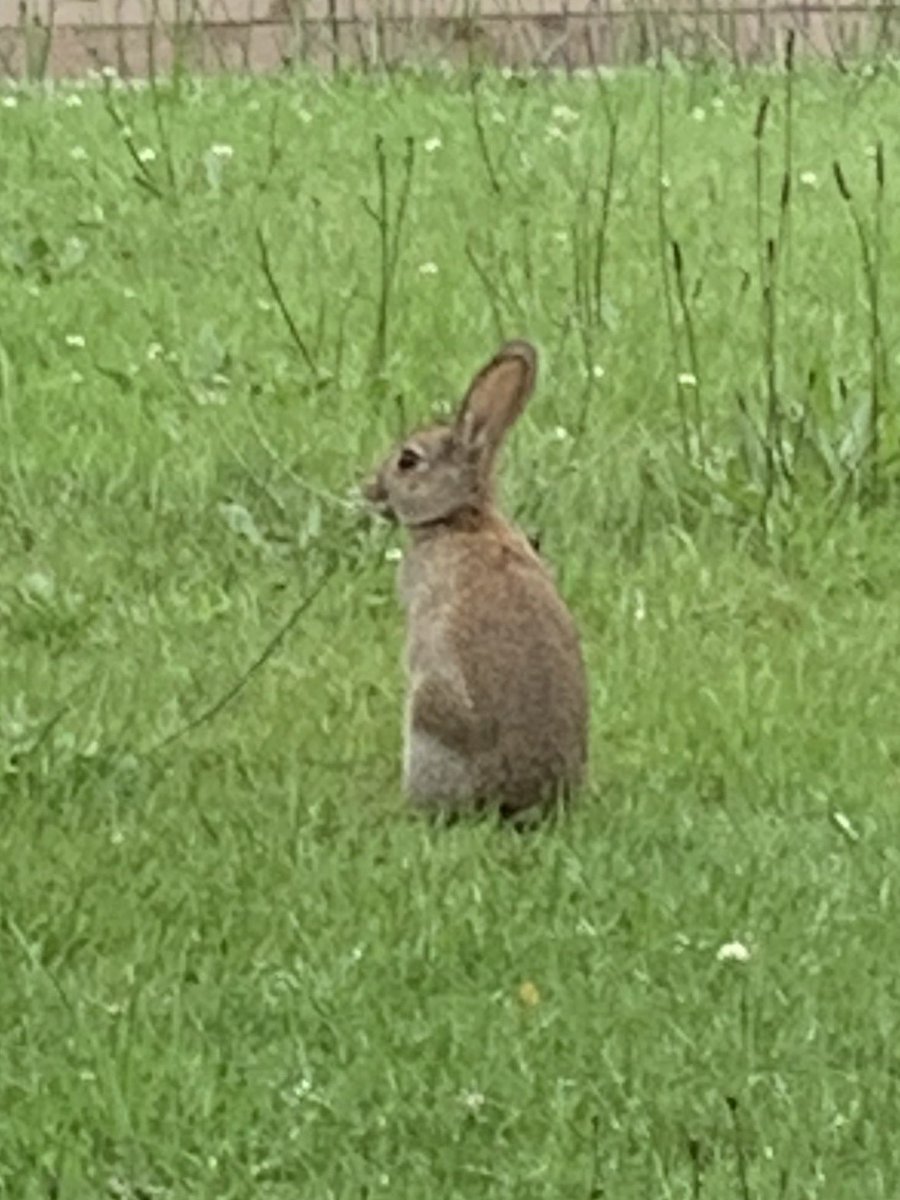 GingerbreadBake's tweet photo. I’m plagued! #rabbitgate https://t.co/009IFjOLJ9