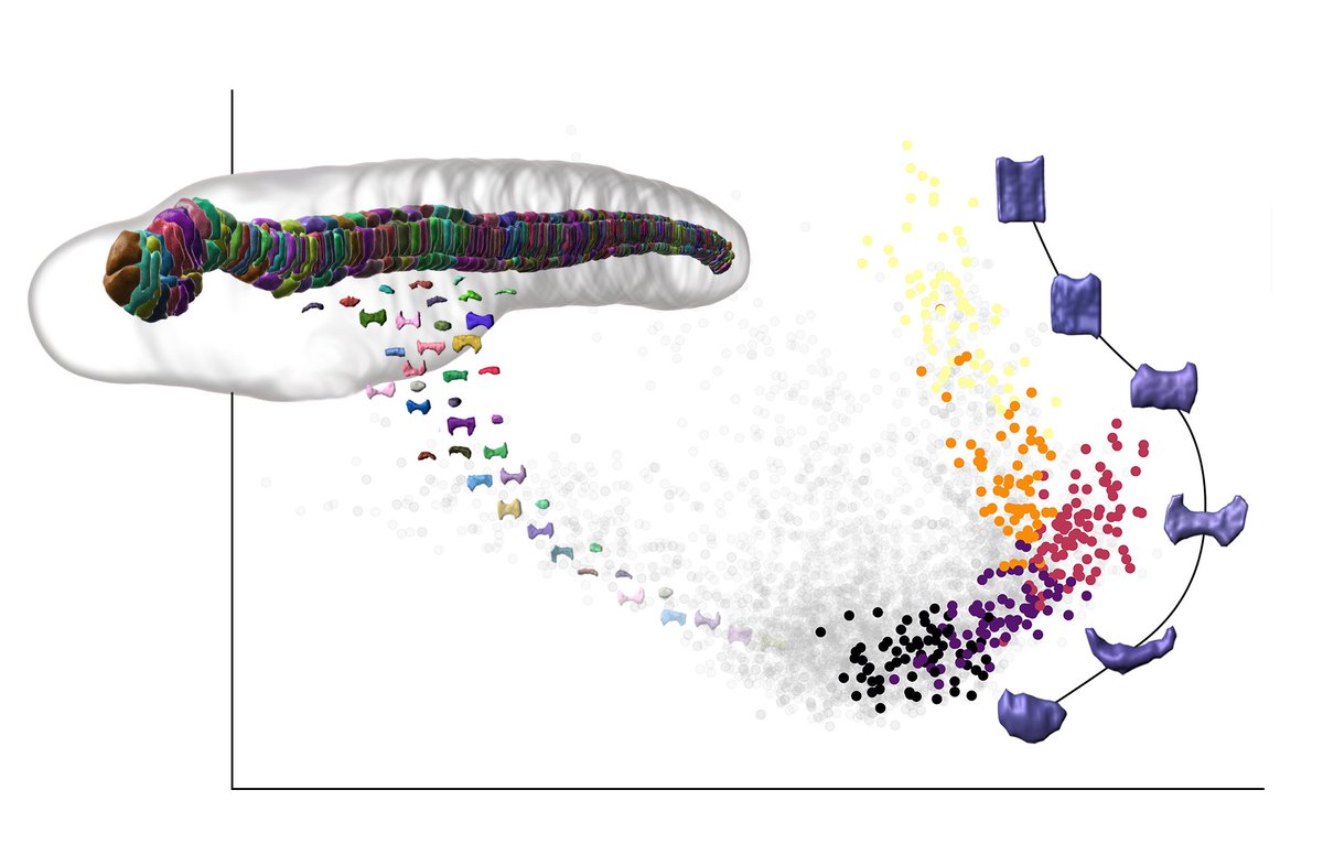 In morphospace, cells organise into branching trajectories of shape differentiation, remodelling a common progenitor morphology into a diversity of terminal forms. The trajectory shown here is for the highly conserved central layer of notochord cells (3/10)
