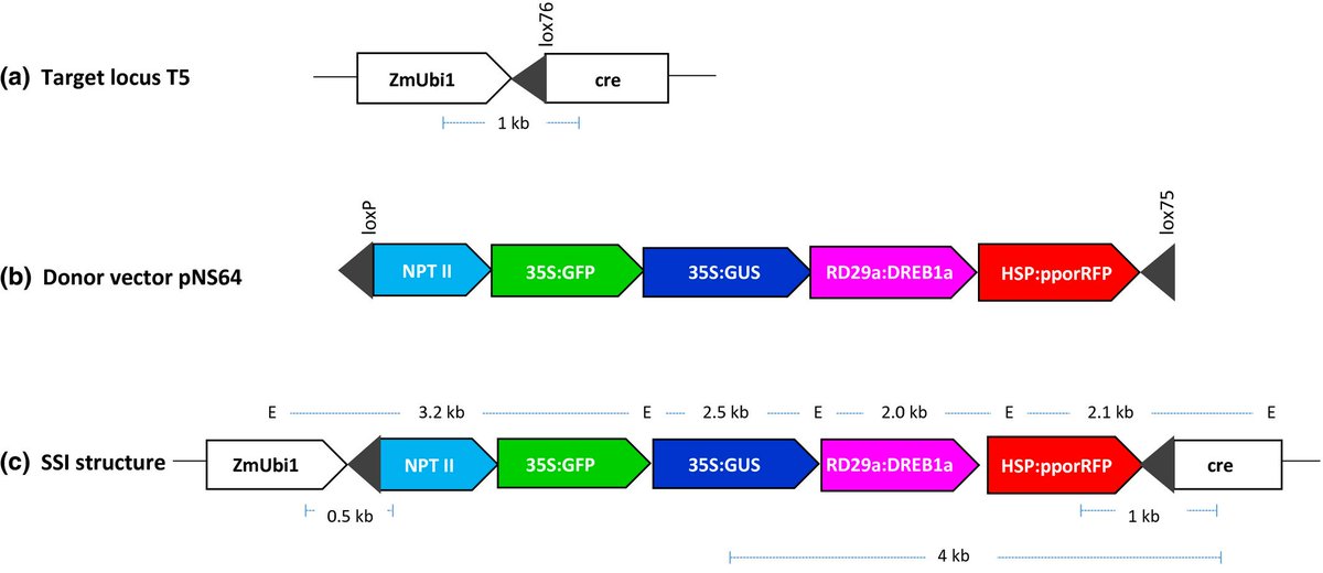 PlantDirectJ's tweet photo. Recombinase‐mediated integration of a multigene cassette in rice leads to stable expression and inheritance of the stacked locus https://t.co/P88GX7v2kb @wileyplantsci #genestacking https://t.co/aNTObvQ05a